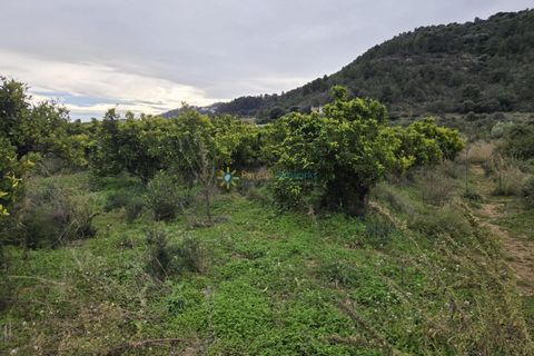 Helårsgrund i Rafelcofer, Valencia, Rafelcofer - € 14.500 | Ref: PNPT290 - foto 4