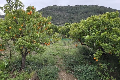Helårsgrund i Rafelcofer, Valencia, Rafelcofer - € 14.500 | Ref: PNPT290 - foto 1