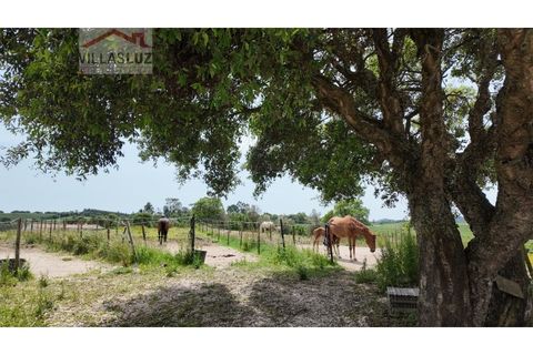 Farm i Alcobaca, Leiria, Alcobaca - € 875.000 | Ref: AO-QUIN-0007 - foto 17