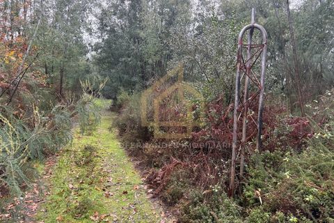 Helårsgrund i Arganil, Coimbra, Arganil - € 1.380.000 | Ref: TER_001_02COI - foto 14