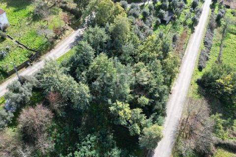 Helårsgrund i Arganil, Coimbra, Arganil - € 19.500 | Ref: ZMPT567812 - foto 16