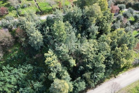 Helårsgrund i Arganil, Coimbra, Arganil - € 19.500 | Ref: ZMPT567812 - foto 24