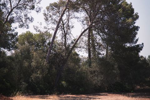 Finca i Campos, Mallorca, Campos - € 1.400.000 | Ref: SPCRM5172 - foto 3