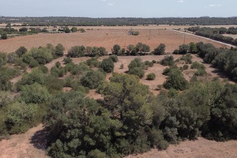 Finca i Campos, Mallorca, Campos - € 1.400.000 | Ref: SPCRM5172 - foto 39
