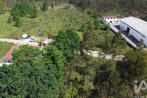 Terra a Anadia, Aveiro, Anadia - € 120.000 | Ref: 882836 - foto 3