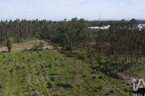 Terra a Anadia, Aveiro, Anadia - € 120.000 | Ref: 882836 - foto 6