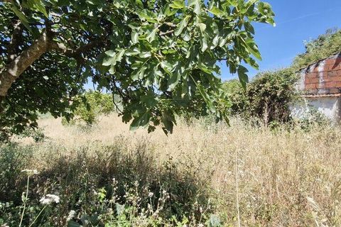 Terra a Rio Maior, Santarem, Rio Maior - € 39.000 | Ref: 934194 - foto 10