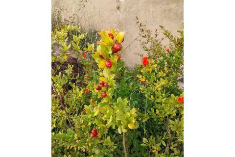 Landejendom i Odemira, Beja, Odemira - € 450.000 | Ref: G-614 - foto 5