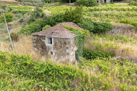 Farm i Vila Real, Vila Real, Vila Real - € 80.000 | Ref: MAS_1173 - foto 3
