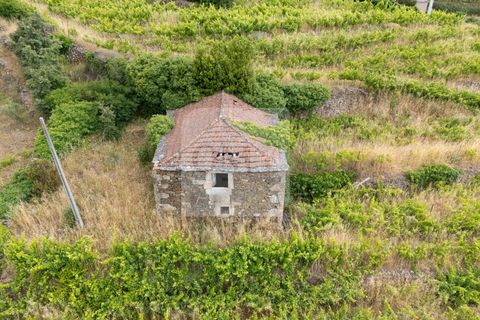 Farm i Vila Real, Vila Real, Vila Real - € 80.000 | Ref: MAS_1173 - foto 4