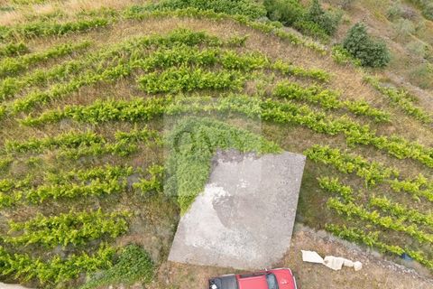Farm i Vila Real, Vila Real, Vila Real - € 80.000 | Ref: MAS_1173 - foto 7