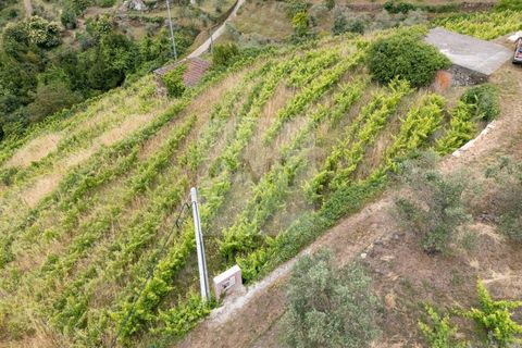 Farm i Vila Real, Vila Real, Vila Real - € 80.000 | Ref: MAS_1173 - foto 9