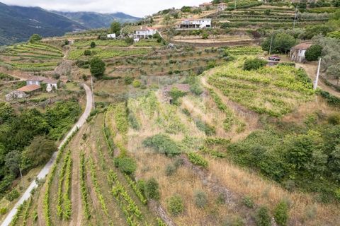 Farm i Vila Real, Vila Real, Vila Real - € 80.000 | Ref: MAS_1173 - foto 12
