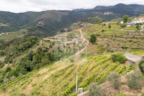 Farm i Vila Real, Vila Real, Vila Real - € 80.000 | Ref: MAS_1173 - foto 13