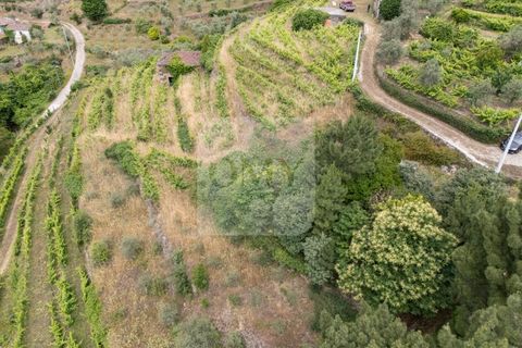 Farm i Vila Real, Vila Real, Vila Real - € 80.000 | Ref: MAS_1173 - foto 15