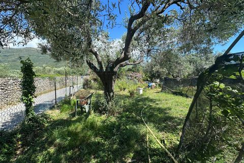 Terra a Albenga, Savona, Albenga - € 130.000 | Ref: 1047 - foto 3