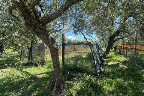 Terra a Albenga, Savona, Albenga - € 130.000 | Ref: 1047 - foto 7