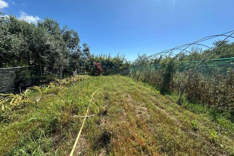 Terra a Albenga, Savona, Albenga - € 130.000 | Ref: 1047 - foto 8