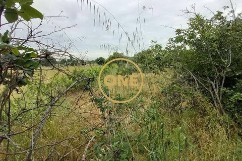 Terra a Chamusca, Santarem, Chamusca - € 110.000 | Ref: ONE501995-14 - foto 3