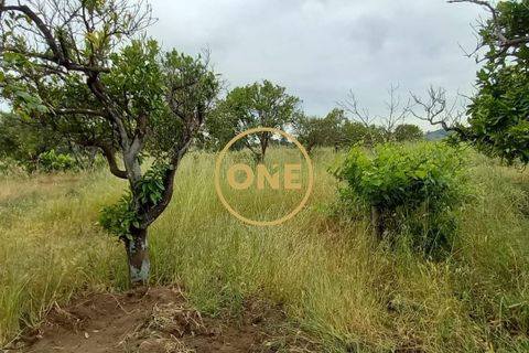 Terra a Chamusca, Santarem, Chamusca - € 110.000 | Ref: ONE501995-14 - foto 6