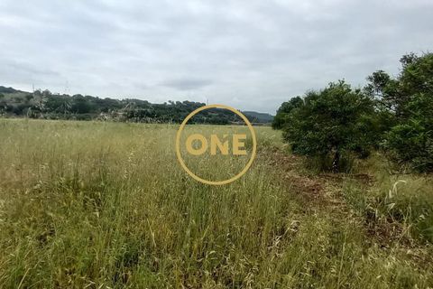 Terra a Chamusca, Santarem, Chamusca - € 110.000 | Ref: ONE501995-14 - foto 9