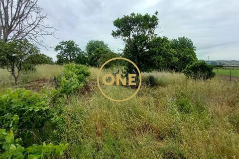 Terra a Chamusca, Santarem, Chamusca - € 110.000 | Ref: ONE501995-14 - foto 13