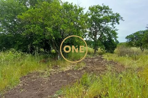 Terra a Chamusca, Santarem, Chamusca - € 110.000 | Ref: ONE501995-14 - foto 14