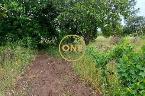 Terra a Chamusca, Santarem, Chamusca - € 110.000 | Ref: ONE501995-14 - foto 15