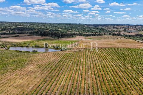 Farm i Nisa, Portalegre, Nisa - € 750.000 | Ref: FG1177 - foto 11