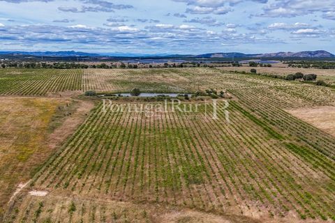 Farm i Nisa, Portalegre, Nisa - € 750.000 | Ref: FG1177 - foto 12