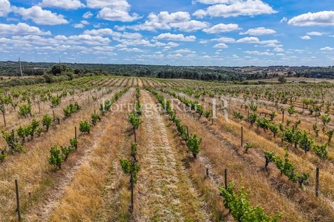 Farm i Nisa, Portalegre, Nisa - € 750.000 | Ref: FG1177 - foto 13