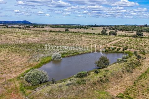 Farm i Nisa, Portalegre, Nisa - € 750.000 | Ref: FG1177 - foto 14
