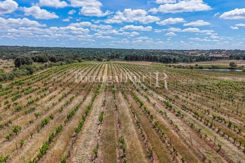 Farm i Nisa, Portalegre, Nisa - € 750.000 | Ref: FG1177 - foto 15