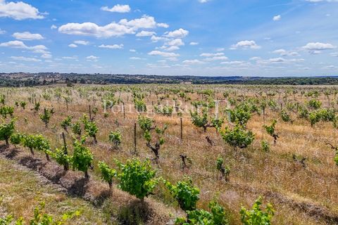 Farm i Nisa, Portalegre, Nisa - € 750.000 | Ref: FG1177 - foto 16