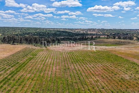 Farm i Nisa, Portalegre, Nisa - € 750.000 | Ref: FG1177 - foto 17