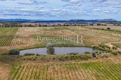 Farm i Nisa, Portalegre, Nisa - € 750.000 | Ref: FG1177 - foto 18