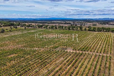 Farm i Nisa, Portalegre, Nisa - € 750.000 | Ref: FG1177 - foto 20
