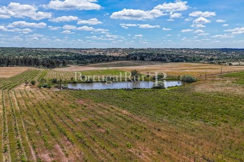 Farm i Nisa, Portalegre, Nisa - € 750.000 | Ref: FG1177 - foto 23