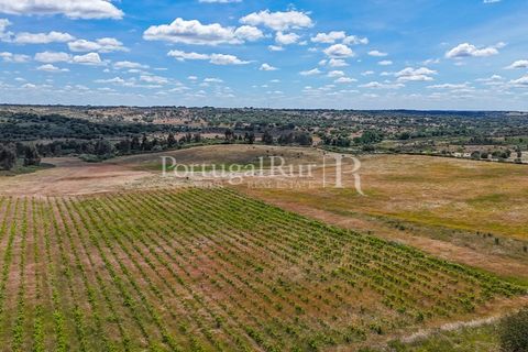 Farm i Nisa, Portalegre, Nisa - € 750.000 | Ref: FG1177 - foto 25