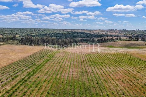 Farm i Nisa, Portalegre, Nisa - € 750.000 | Ref: FG1177 - foto 26