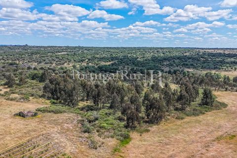 Farm i Nisa, Portalegre, Nisa - € 750.000 | Ref: FG1177 - foto 28