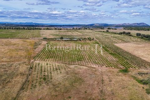 Farm i Nisa, Portalegre, Nisa - € 750.000 | Ref: FG1177 - foto 32