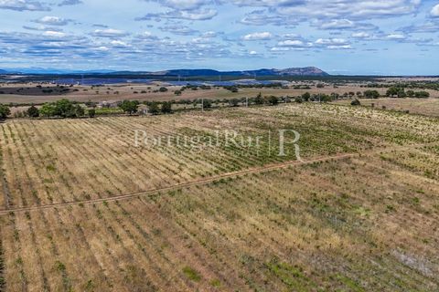 Farm i Nisa, Portalegre, Nisa - € 750.000 | Ref: FG1177 - foto 34