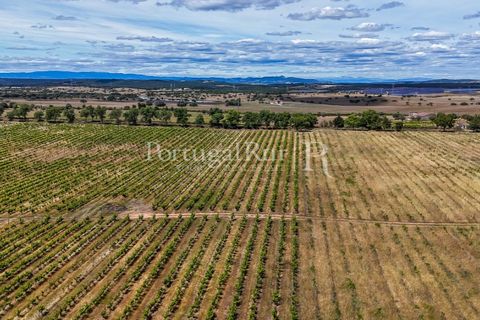 Farm i Nisa, Portalegre, Nisa - € 750.000 | Ref: FG1177 - foto 35