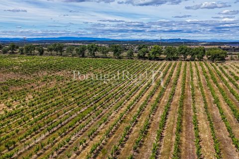 Farm i Nisa, Portalegre, Nisa - € 750.000 | Ref: FG1177 - foto 36
