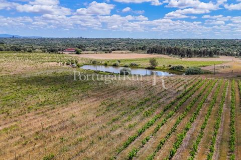 Farm i Nisa, Portalegre, Nisa - € 750.000 | Ref: FG1177 - foto 38
