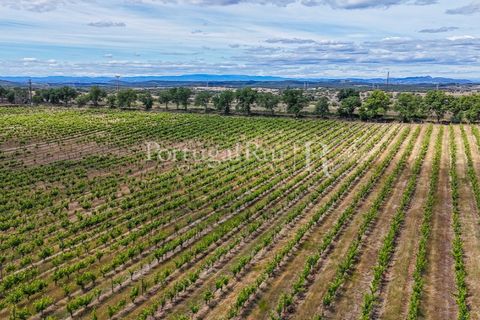 Farm i Nisa, Portalegre, Nisa - € 750.000 | Ref: FG1177 - foto 39