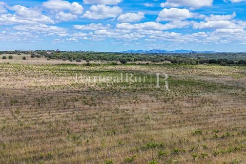Farm i Nisa, Portalegre, Nisa - € 750.000 | Ref: FG1177 - foto 40
