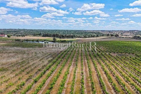 Farm i Nisa, Portalegre, Nisa - € 750.000 | Ref: FG1177 - foto 41