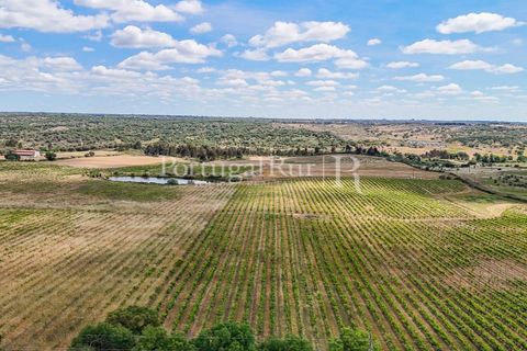 Farm i Nisa, Portalegre, Nisa - € 750.000 | Ref: FG1177 - foto 42